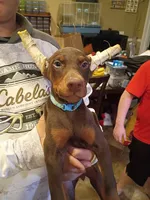 Bluey, a female Doberman Pinscher for sale in Villanow, GA – 2 of 2