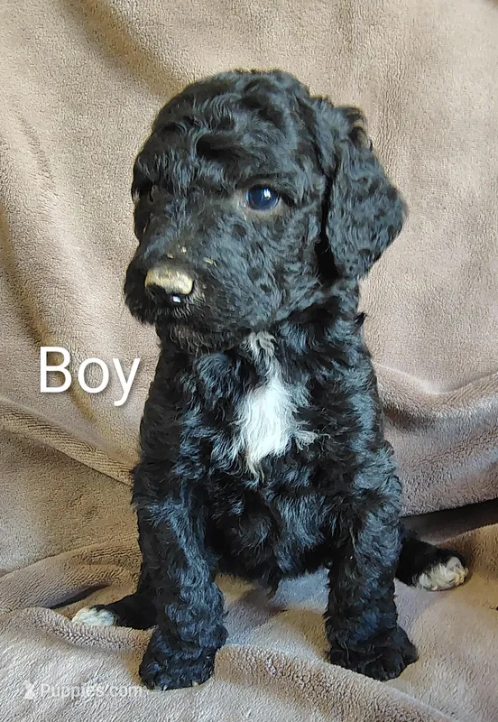 Male 2 – Poodle - Standard  puppy for sale in Villanow, GA