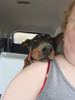 Lilly , a female Doberman Pinscher for sale in Villanow, GA – 5 of 7