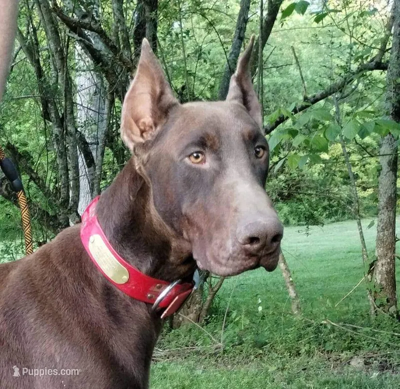 Dozer – Doberman Pinscher puppy for sale in Villanow, GA