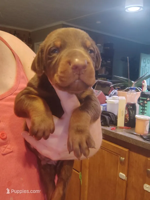 Red Female 3 – Doberman Pinscher puppy for sale in Villanow, GA