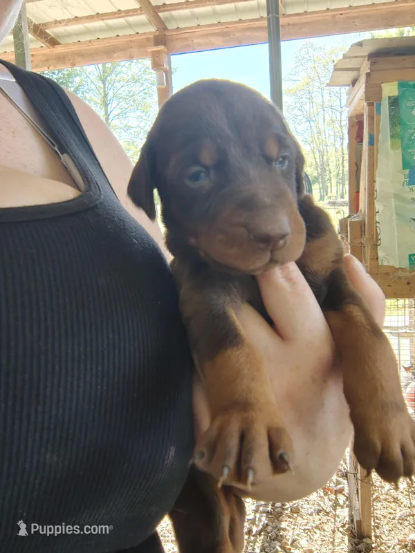 Red Female 3 – Doberman Pinscher puppy for sale in Villanow, GA