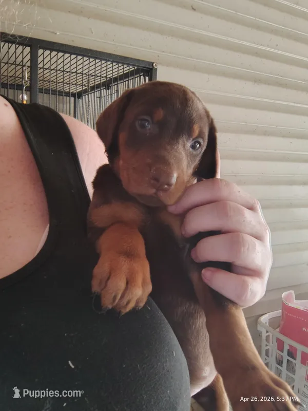 Red Female 3 – Doberman Pinscher puppy for sale in Villanow, GA