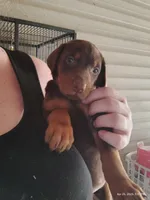 Red Female 3, a female Doberman Pinscher for sale in Villanow, GA – 1 of 1