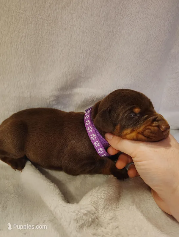 Red Female 3 – Doberman Pinscher puppy for sale in Villanow, GA