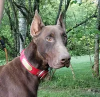 Black male 1, a male Doberman Pinscher for sale in Villanow, GA – 2 of 4
