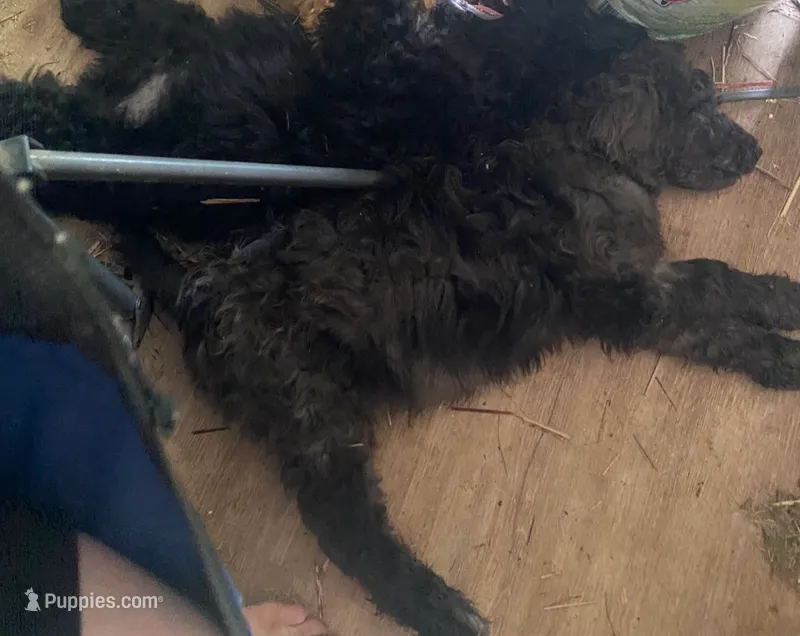 Male dark boy – Poodle - Standard  puppy for sale in Villanow, GA