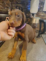 Purple Collar Female , a female Doberman Pinscher for sale in Villanow, GA – Photo 4 of 7