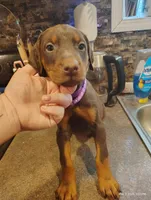 Purple Collar Female , a female Doberman Pinscher for sale in Villanow, GA – Photo 5 of 7
