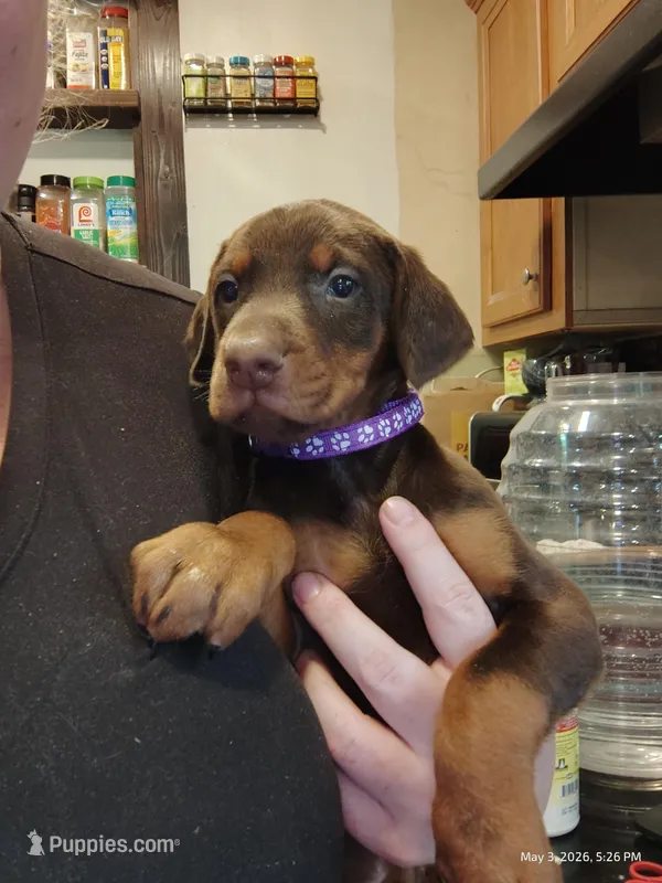 Purple Collar Female  – Doberman Pinscher puppy for sale in Villanow, GA