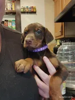 Purple Collar Female , a female Doberman Pinscher for sale in Villanow, GA – Photo 1 of 7