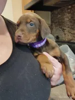 Purple Collar Female , a female Doberman Pinscher for sale in Villanow, GA – Photo 2 of 7