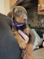 Purple Collar Female , a female Doberman Pinscher for sale in Villanow, GA – Photo 3 of 7