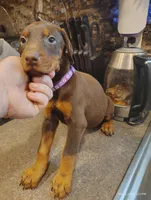 Purple Collar Female , a female Doberman Pinscher for sale in Villanow, GA – Photo 7 of 7