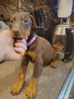 Purple Collar Female , a female Doberman Pinscher for sale in Villanow, GA – Photo 6 of 7