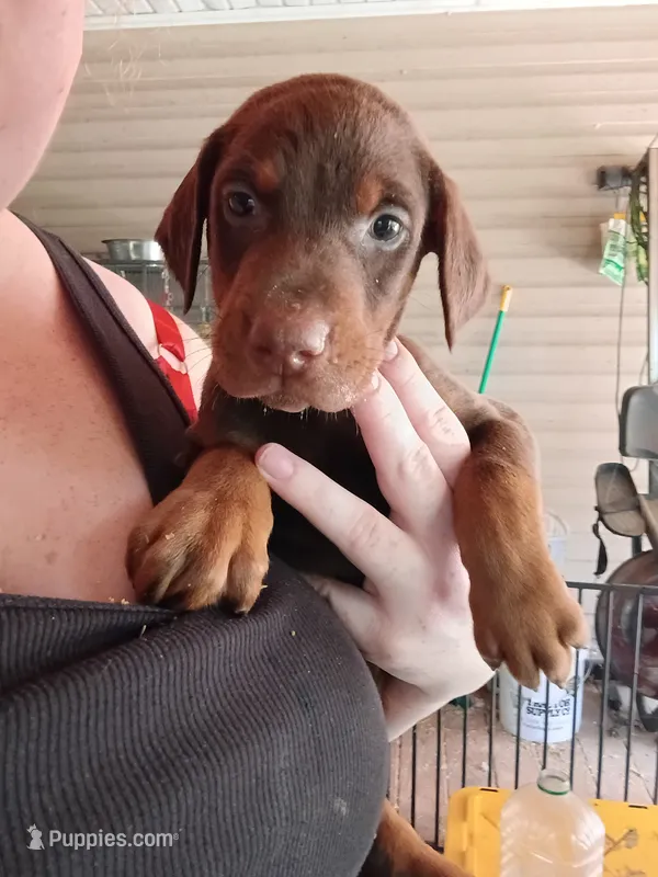 Red male  – Doberman Pinscher puppy for sale in Villanow, GA