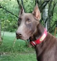 Red male 1, a male Doberman Pinscher for sale in Villanow, GA – Photo 2 of 3