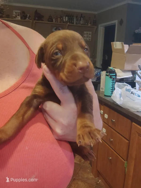 Red male 1 – Doberman Pinscher puppy for sale in Villanow, GA