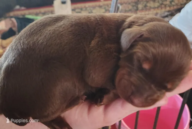 Red male 1 – Doberman Pinscher puppy for sale in Villanow, GA