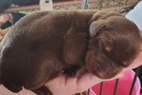 Red male 1, a male Doberman Pinscher for sale in Villanow, GA – Photo 1 of 3