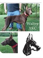 Ollie *last puppy* , a male Doberman Pinscher for sale in Villanow, GA – 4 of 6