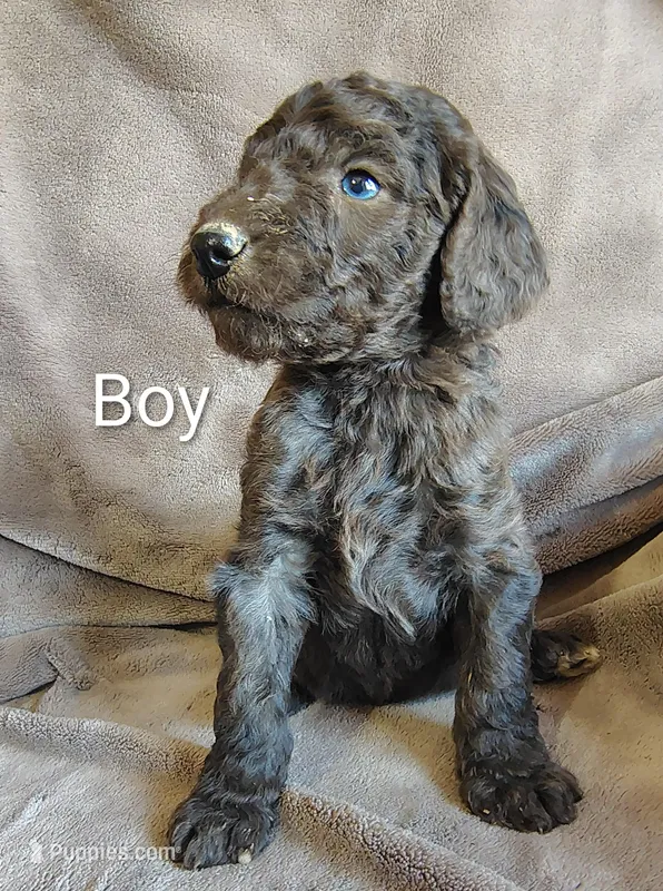 Male 4 – Poodle - Standard  puppy for sale in Villanow, GA