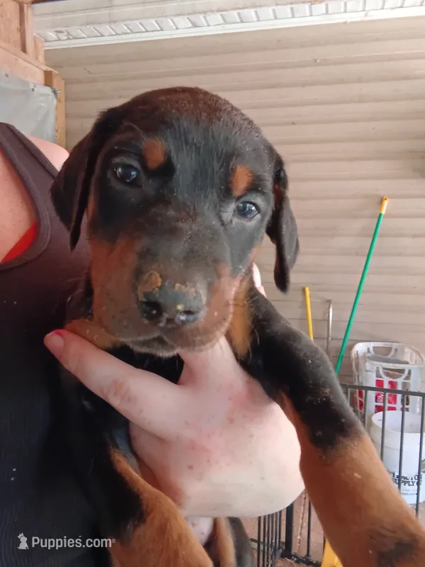 Black female  – Doberman Pinscher puppy for sale in Villanow, GA