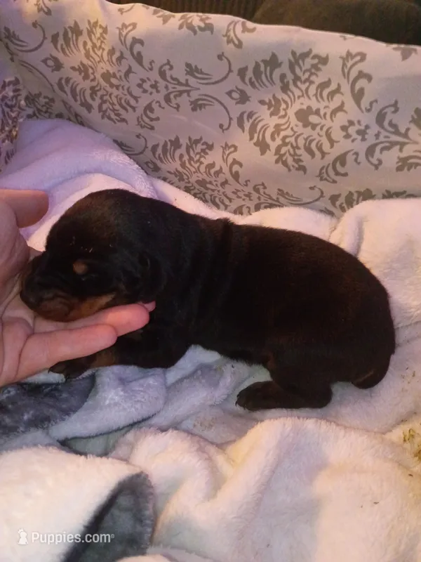 Black male 1 – Doberman Pinscher puppy for sale in Villanow, GA