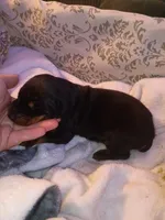 Black male 1, a male Doberman Pinscher for sale in Villanow, GA – 1 of 4