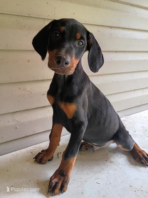 Ollie *Ready*  – Doberman Pinscher puppy for sale in Villanow, GA