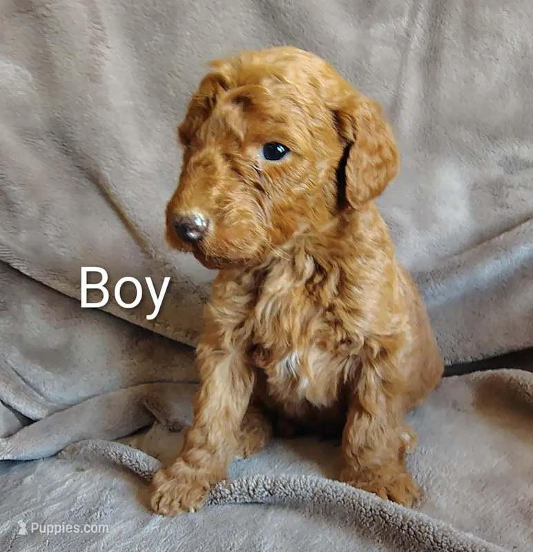 Male 6 – Poodle - Standard  puppy for sale in Villanow, GA