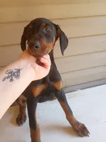 Dozer, a male Doberman Pinscher for sale in Villanow, GA – 3 of 3