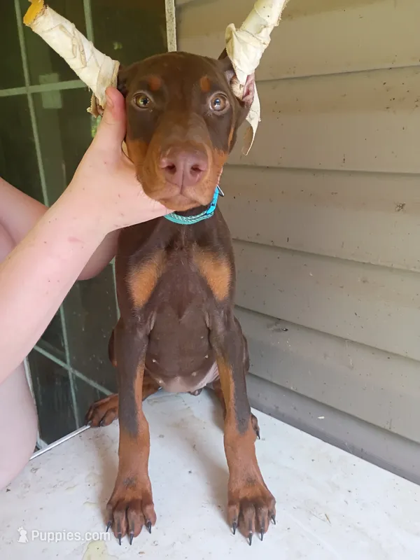 Bluey – Doberman Pinscher puppy for sale in Villanow, GA