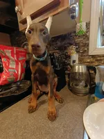 Blue collar, a female Doberman Pinscher for sale in Villanow, GA – 3 of 4