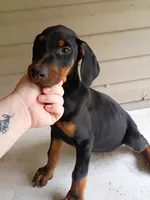 Bo , a male Doberman Pinscher for sale in Villanow, GA – 1 of 1