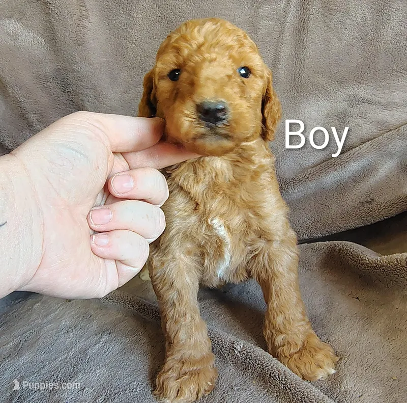 Male 5 – Poodle - Standard  puppy for sale in Villanow, GA