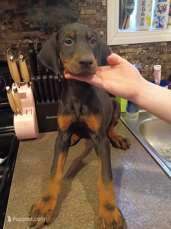 Black male 1 – Doberman Pinscher puppy for sale in Villanow, GA