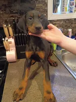 Black male 1, a male Doberman Pinscher for sale in Villanow, GA – 1 of 1