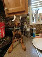 Blue collar, a female Doberman Pinscher for sale in Villanow, GA – 1 of 4