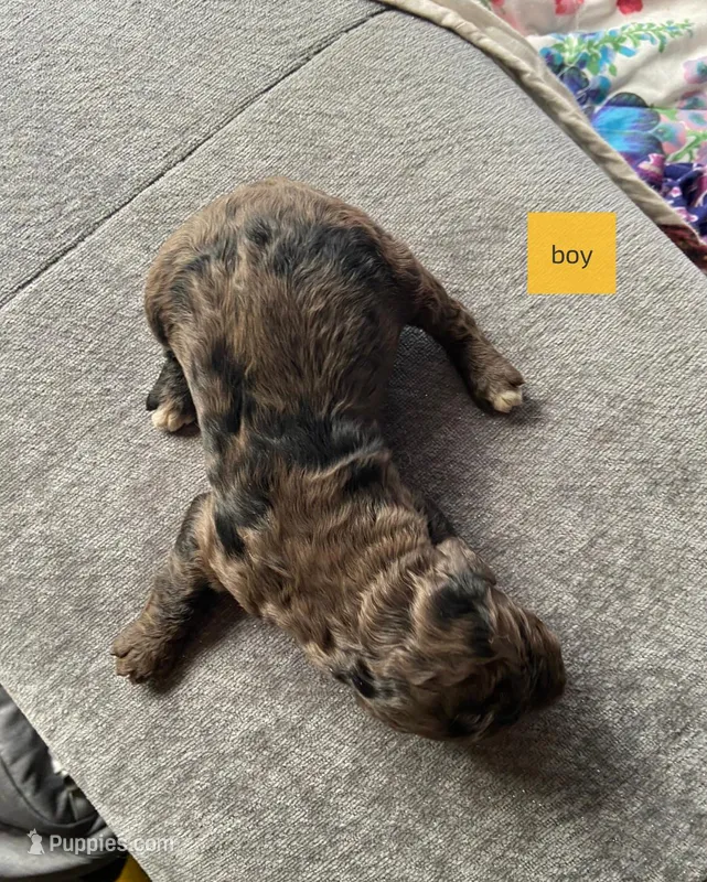 Male 5 – Poodle - Standard  puppy for sale in Villanow, GA