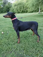 Lilly, a female Doberman Pinscher for sale in Villanow, GA – Photo 7 of 8