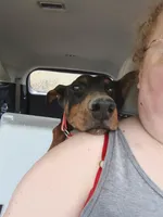 Lilly, a female Doberman Pinscher for sale in Villanow, GA – Photo 3 of 8