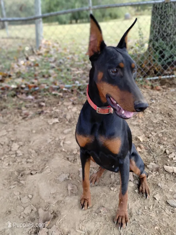 Lilly – Doberman Pinscher puppy for sale in Villanow, GA