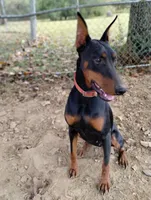 Lilly, a female Doberman Pinscher for sale in Villanow, GA – Photo 6 of 8