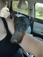 Lilly, a female Doberman Pinscher for sale in Villanow, GA – Photo 2 of 8