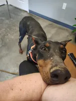 Lilly, a female Doberman Pinscher for sale in Villanow, GA – Photo 1 of 8