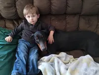 Lilly, a female Doberman Pinscher for sale in Villanow, GA – Photo 5 of 8