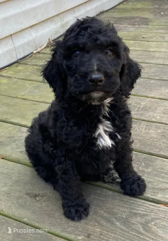 Male 2 black *Ready* – Poodle - Standard  puppy for sale in Villanow, GA