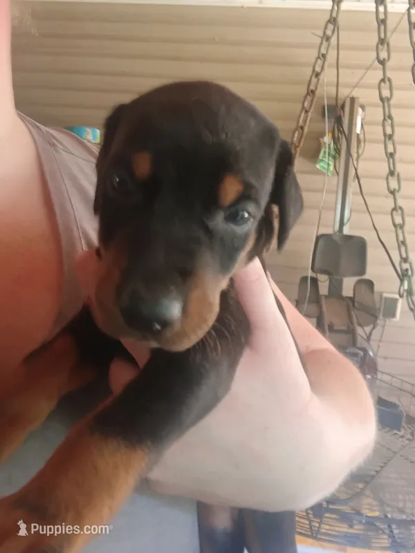 Black female  – Doberman Pinscher puppy for sale in Villanow, GA