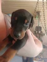 Black female , a female Doberman Pinscher for sale in Villanow, GA – 1 of 1